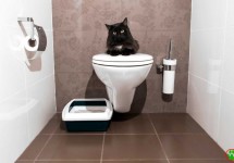 04_train_cat_use_a_toilet.jpg