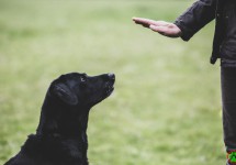 a_dog_trainer_giving_a_hand_command_to_black_labrador_dog_1153579373_cb14c8fb30724468a702c972910c6f2a.jpg