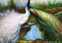 paint_peacock.jpg